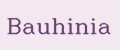 Bauhinia