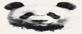 BlackPanda