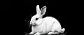Amalthea MM