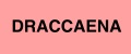 DRACCAENA