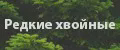 Редкие хвойные