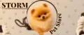 Storm Pet Store