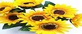sunflower7