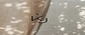 Kelija