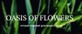 Oasis of flowers