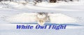 White Owl Flight