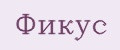 Фикус