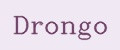 Drongo