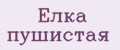 Елка пушистая