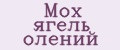 Мох ягель олений