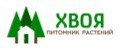туя для живой изгороди